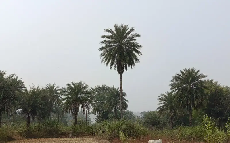 Gumla 2