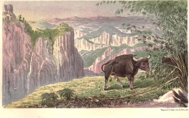 BisonPachmarhi