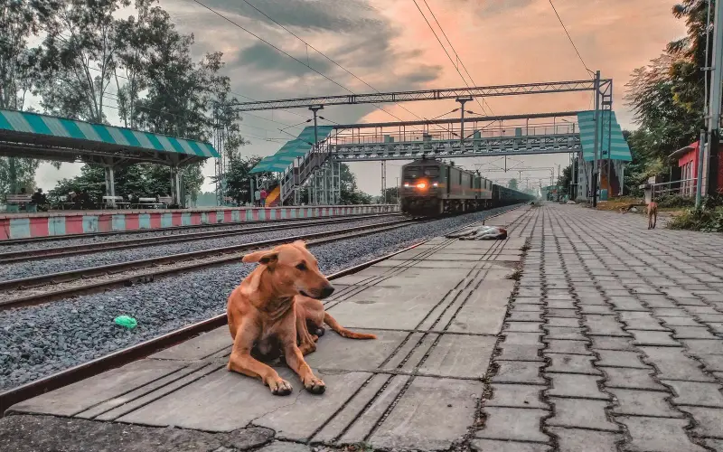 Dog resting at railway station