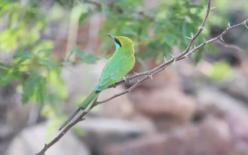 Asian Green Bee-eater in Gujarat