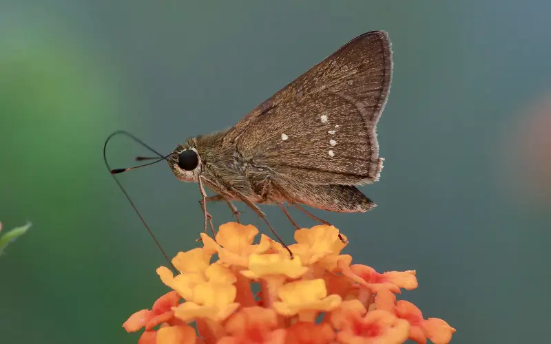 Pelopidas mathias India